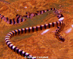 reflections--sealife DC1000--i am amazed how the camera c... by Richard Campbell 